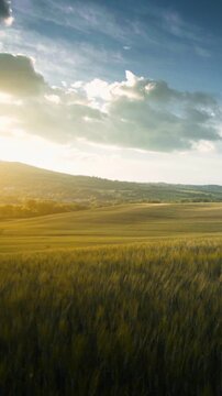 wheat field in Tuscany, Italy