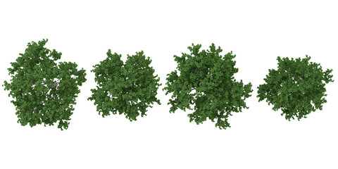 Collection of Swida plants on transparent background from the top view