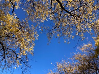 autumn trees against blue sky