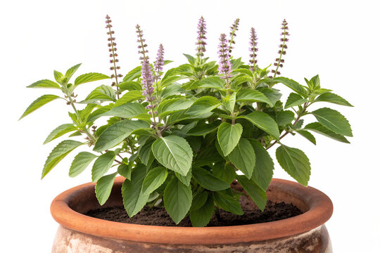 Healthy green potted herb plant, showcasing delicate purple flower spikes. Professionally captured on a pure white background, emphasizing fresh botanical details