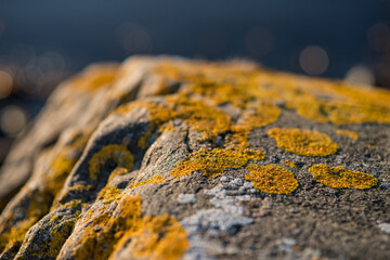 Closeup of yellow lichen growing on seaside rock.