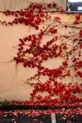 Fototapeta premium Herbstlich rot gefärbtes Weinlaub an einer Fassade