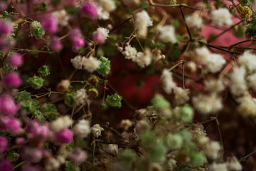 gypsophila colourful background