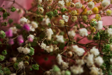 Fototapeta premium Delicate gypsophila flowers colorful background. Soft pastel tones create a dreamy floral composition perfect for nature, wedding, or spring design themes.