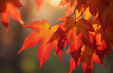 Vibrant orange, red maple leaves on branch. Autumn foliage with sunlight shining through. Close-up view of leaves with visible veins. Natural background with blurred plants. Seasonal fall colors in