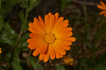 Calendula blooms on the lawn in the garden. Calendula, or Marigold (lat. Calendula) - a genus of herbaceous plants of the Astra family. The last flowers of calendula before the onset of cold.