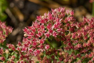 Stonecrop prominent blooms in the garden, a close-up of a blooming inflorescence. Stonecrop prominent (lat. Hylotelephium spectabile) is a perennial herbaceous plant, succulent.