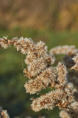 Dry plants in the garden. Canadian goldenrod (lat. Solidago canadensis) is a perennial herb; a species of the genus Goldenrod of the family Asteraceae, or Compositae (Asteraceae).