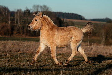 Fjordpferd mit Absetzer