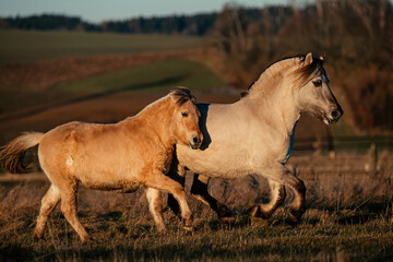 Fjordpferd mit Absetzer