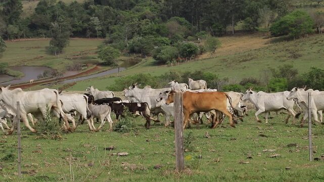 Herd of White Cattle Grazing and Moving in Green Pasture Behind Wire Fence