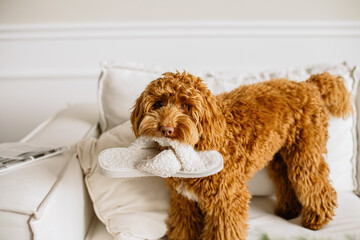Cute Labradoodle dog holding slipper on white sofa at home.
