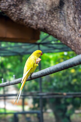 Captivating close-up of an exotic yellow parrot, a Rose-ringed Parakeet, enjoying a snack while securely perched.