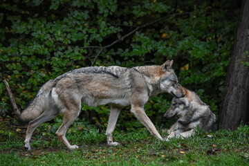 Two young wolves at the edge of a green leafy forest