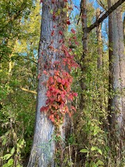 Virginia creeper on tree in autumn