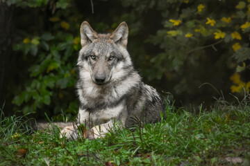 Gray wolf resting on the grass in the autumn forest during the day