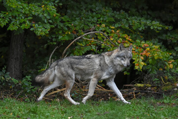 Wolf running along the edge of the forest near an autumn tree

