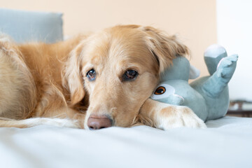 Obraz premium A golden retriever dog lying on a bed with a soft stuffed animal, pastel color background and natural light 