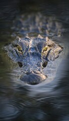 Obraz premium Alligator emerges from swamp a close up of a predator s intensity and natural habitat