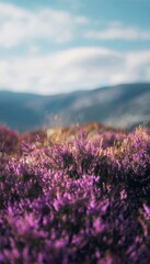 Obraz premium Vibrant close up of blooming purple heather with distant mountains under a clear blue sky