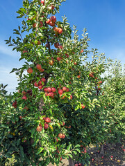 Rows of Apple Trees Heavy with Ripe, Red Fruits Under a Bright Blue Sky, Signifying a Bountiful Harvest Season in a Well-Maintained Orchard