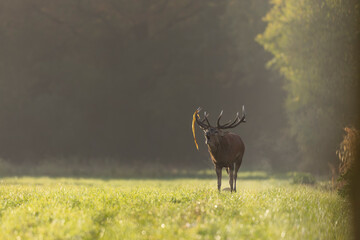 Stag Cervus elaphus in a European forest during rutting