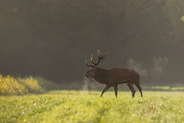 Stag Cervus elaphus in a European forest during rutting