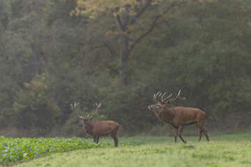Stag Cervus elaphus in a European forest during rutting