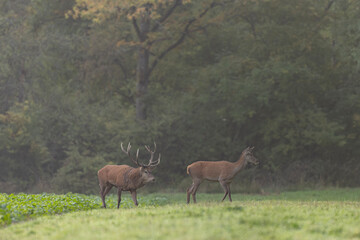 Stag Cervus elaphus in a European forest during rutting