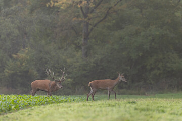 Stag Cervus elaphus in a European forest during rutting