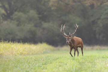 Stag Cervus elaphus in a European forest during rutting