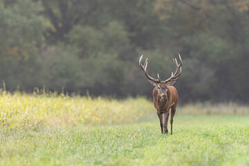 Stag Cervus elaphus in a European forest during rutting