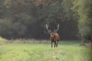 Stag Cervus elaphus in a European forest during rutting