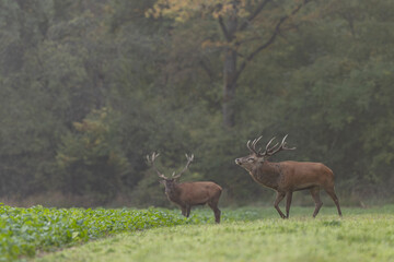 Stag Cervus elaphus in a European forest during rutting
