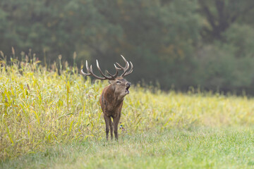 Stag Cervus elaphus in a European forest during rutting