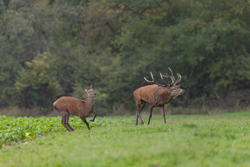 Stag Cervus elaphus in a European forest during rutting