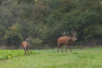 Stag Cervus elaphus in a European forest during rutting