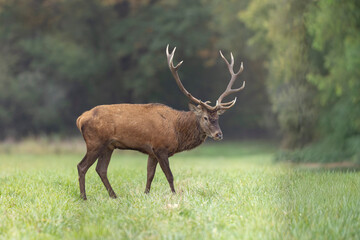 Stag Cervus elaphus in a European forest during rutting