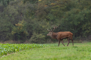 Stag Cervus elaphus in a European forest during rutting