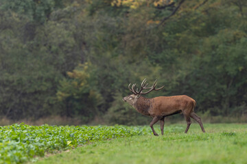 Stag Cervus elaphus in a European forest during rutting