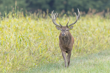 Stag Cervus elaphus in a European forest during rutting