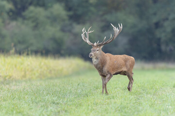 Stag Cervus elaphus in a European forest during rutting