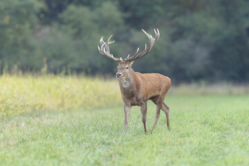 Stag Cervus elaphus in a European forest during rutting
