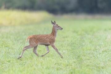 Stag Cervus elaphus in a European forest during rutting