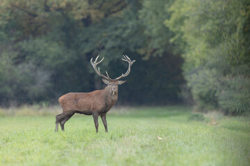 Stag Cervus elaphus in a European forest during rutting