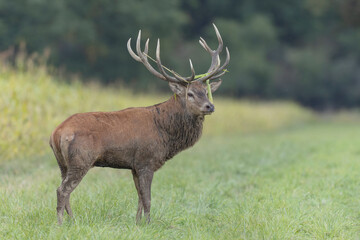 Stag Cervus elaphus in a European forest during rutting