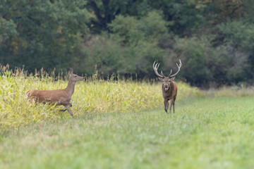 Stag Cervus elaphus in a European forest during rutting