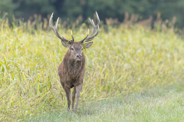 Stag Cervus elaphus in a European forest during rutting