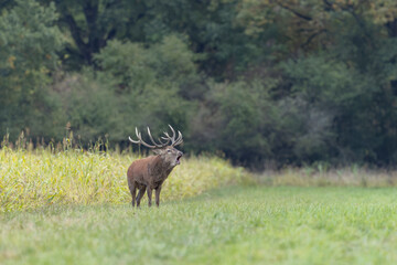 Stag Cervus elaphus in a European forest during rutting