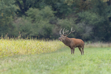 Stag Cervus elaphus in a European forest during rutting